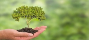 Reflorestamento-1.jpg